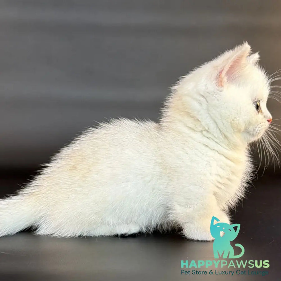 Riley Munchkin male black silver shaded - live animals
