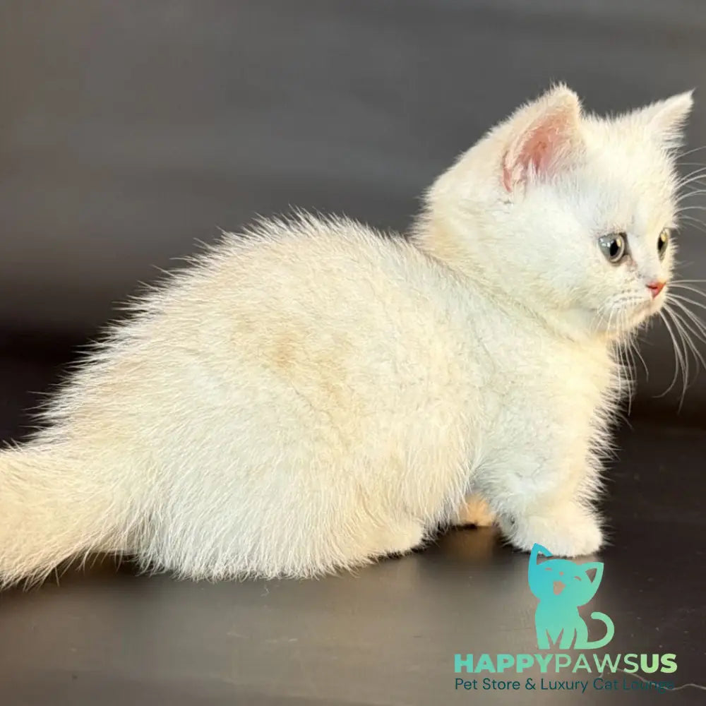 Riley Munchkin male black silver shaded - live animals