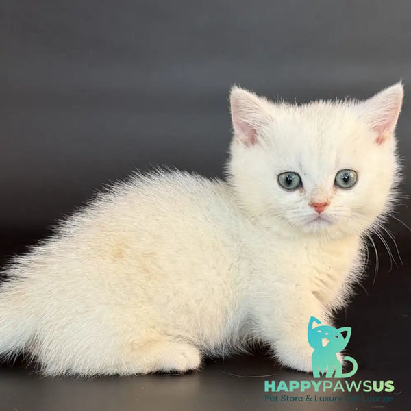 Riley Munchkin male black silver shaded - live animals