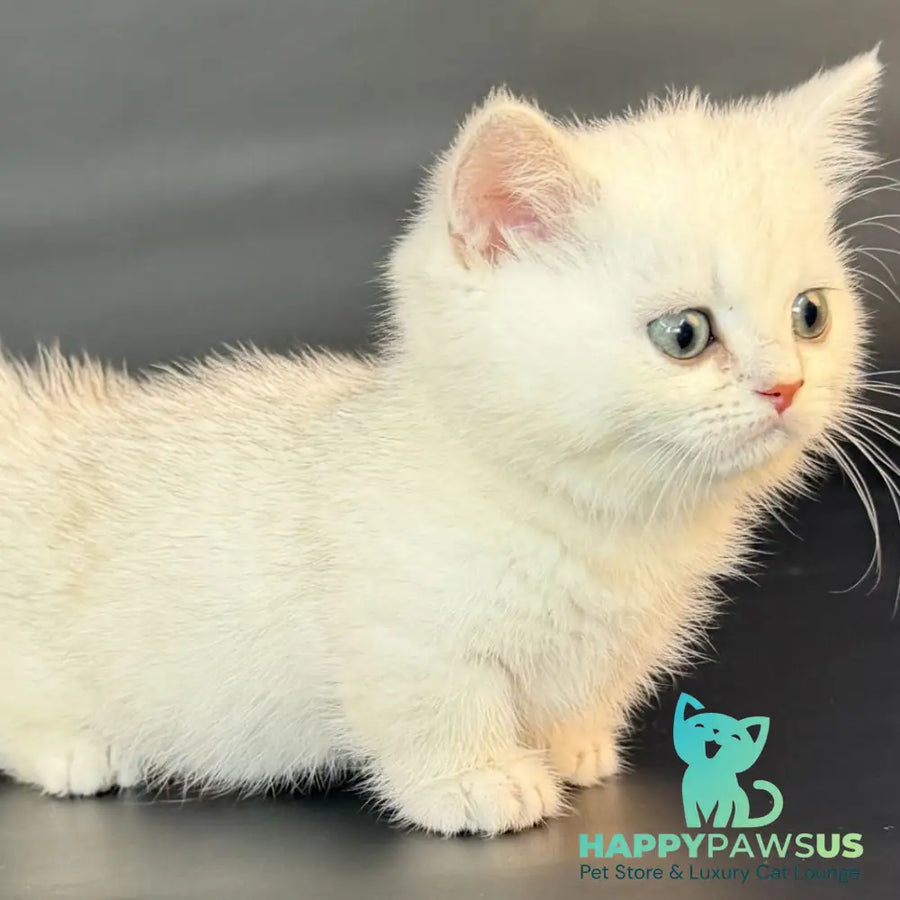 Riley Munchkin male black silver shaded - live animals