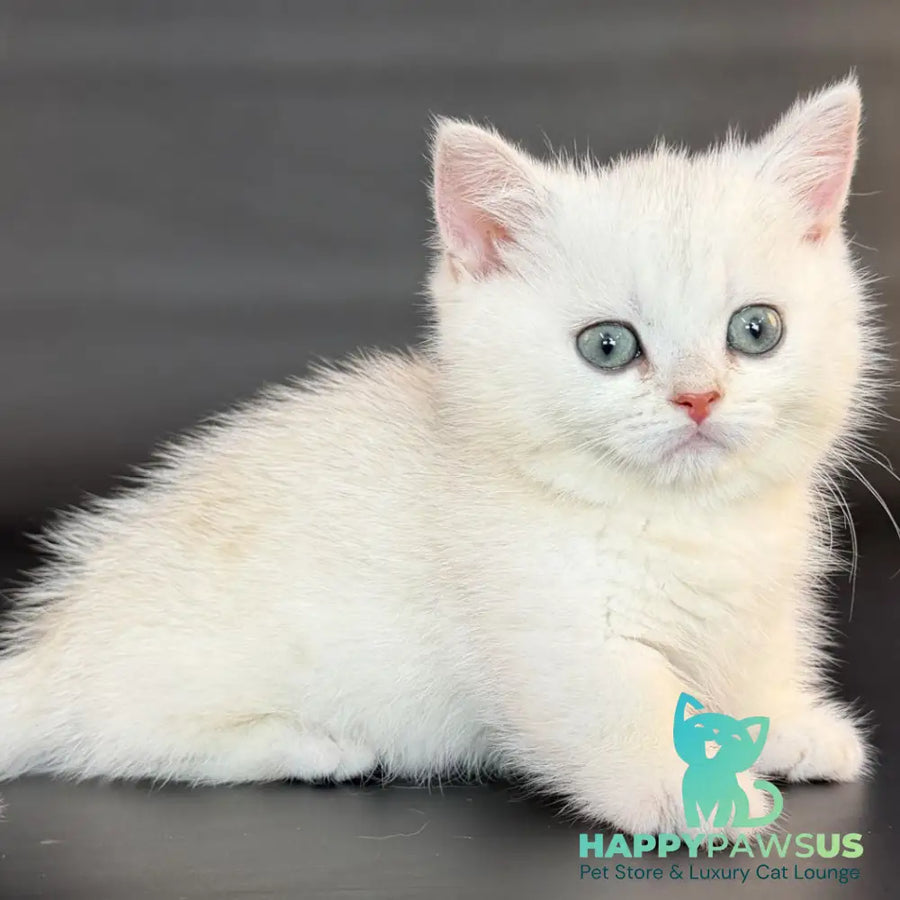 Riley Munchkin male black silver shaded - live animals