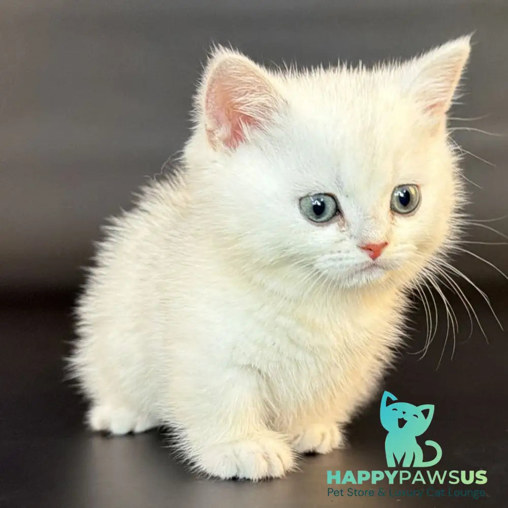Riley Munchkin male black silver shaded - live animals