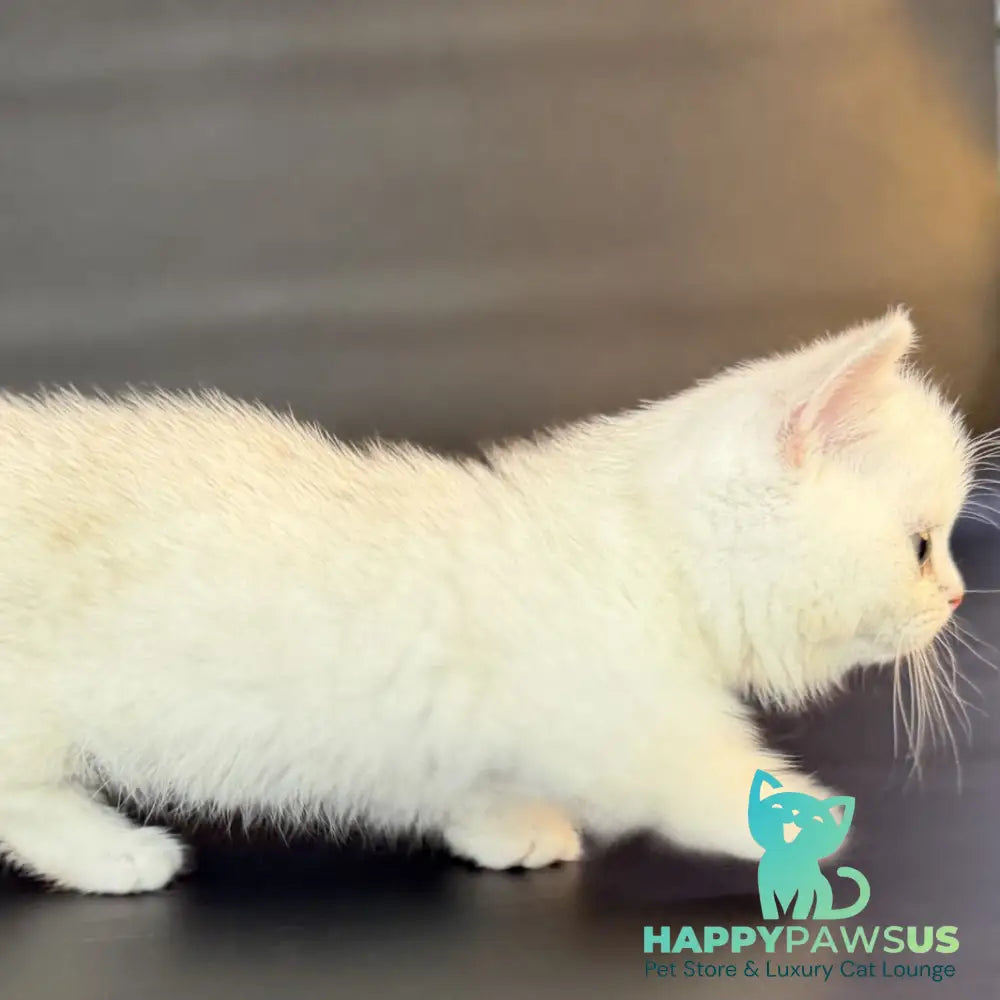 Riley Munchkin male black silver shaded - live animals