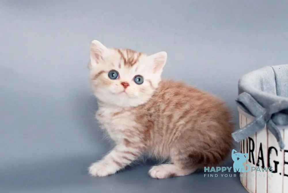Rim British Shorthair male chocolate silver spotted tabby live animals