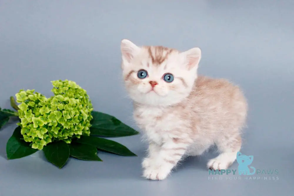 Rim British Shorthair male chocolate silver spotted tabby live animals