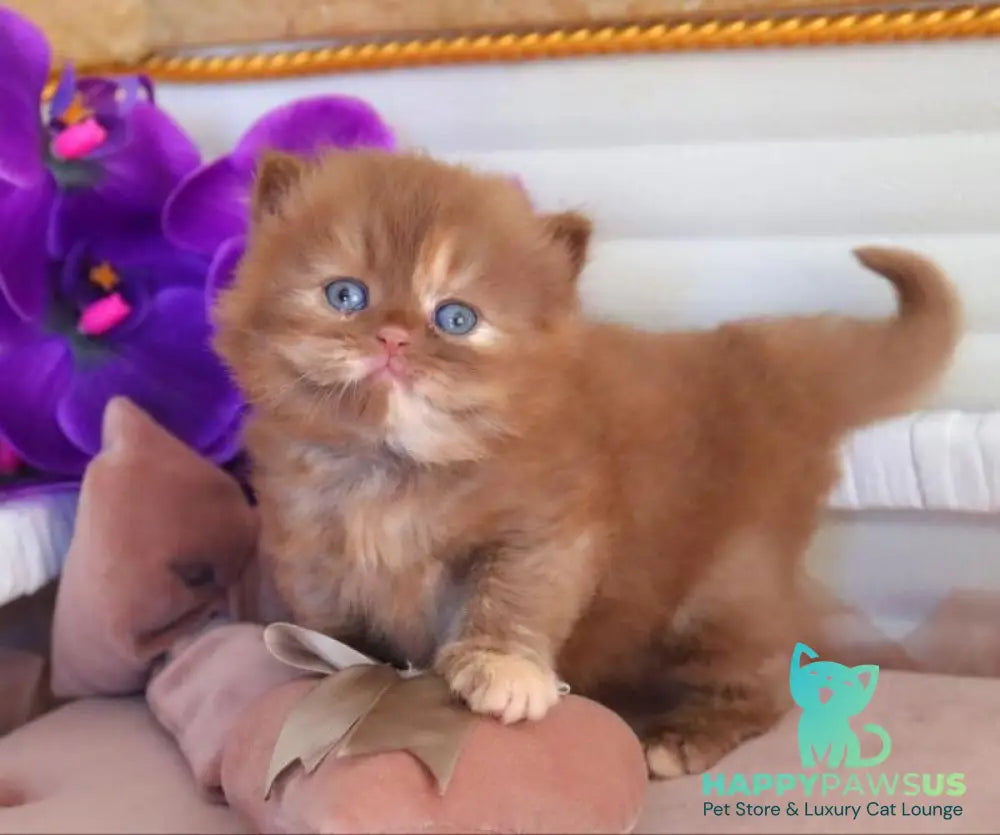 Rina British Longhair female cinnamon tortie - live animals