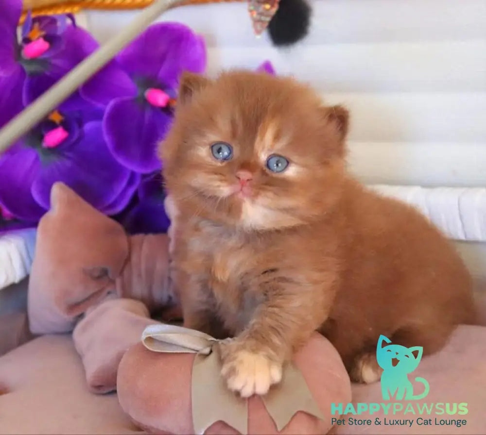 Rina British Longhair female cinnamon tortie - live animals