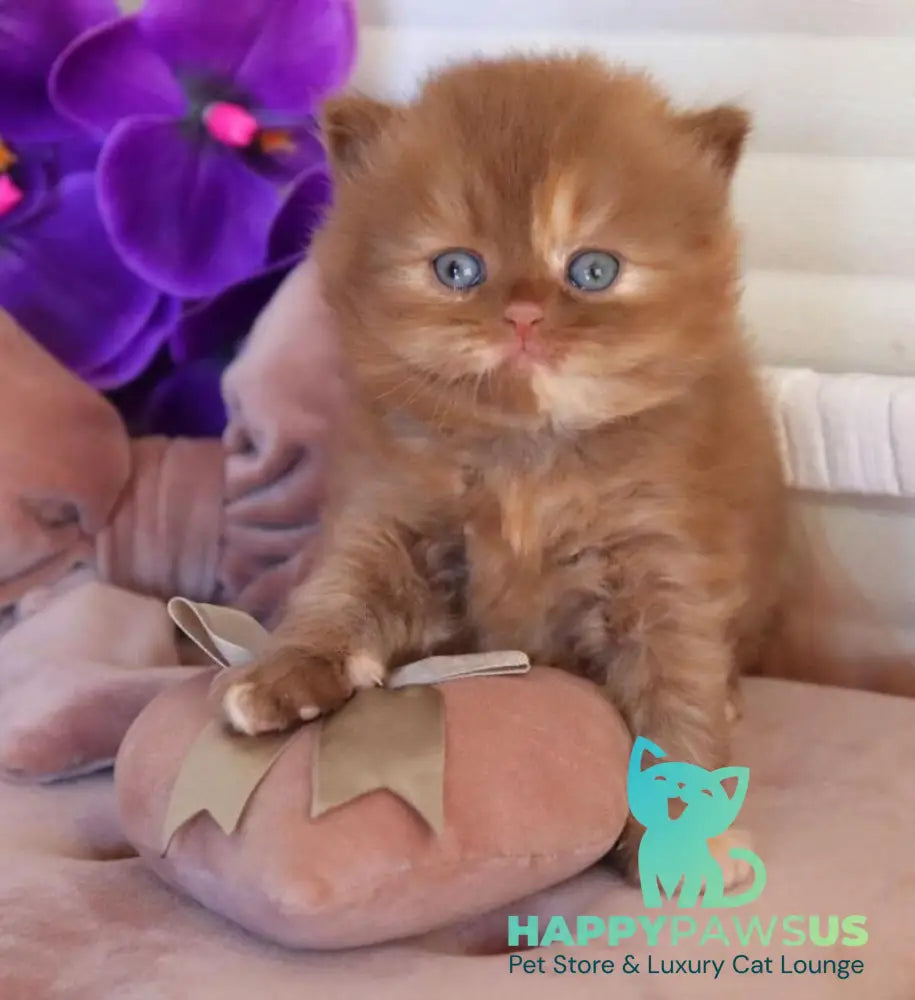 Rina British Longhair female cinnamon tortie - live animals