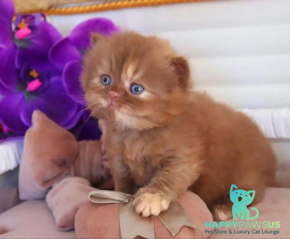 Rina British Longhair female cinnamon tortie - live animals