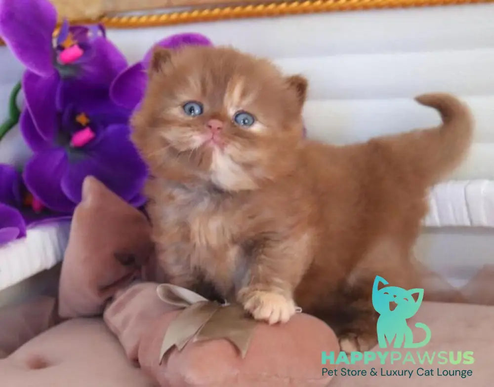 Rina British Longhair female cinnamon tortie - live animals