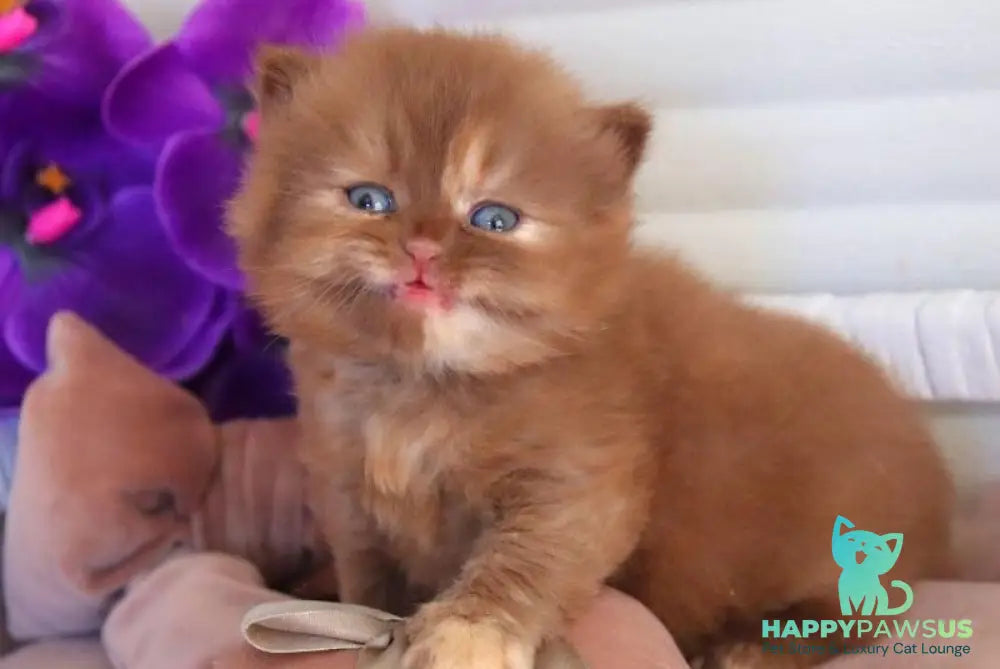 Rina British Longhair female cinnamon tortie - live animals