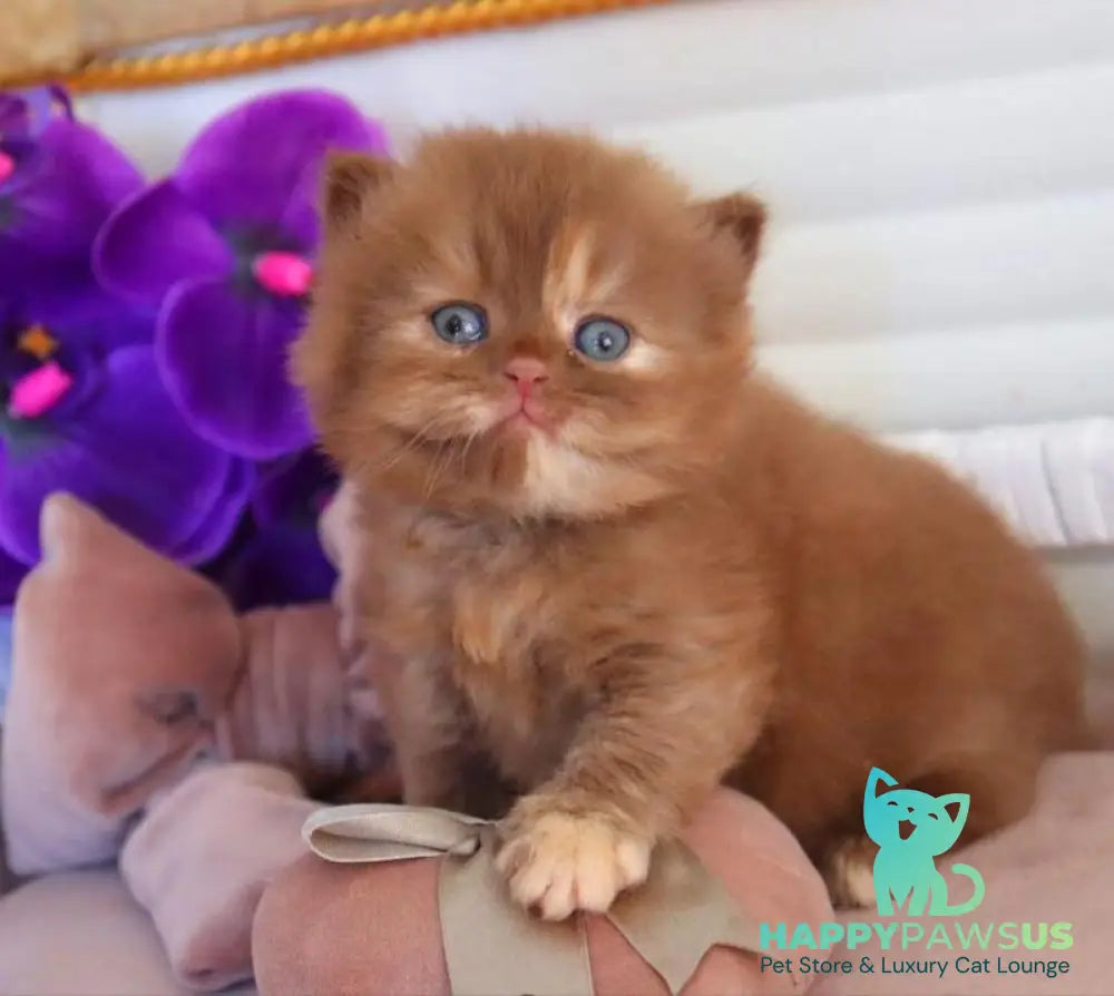 Rina British Longhair female cinnamon tortie - live animals