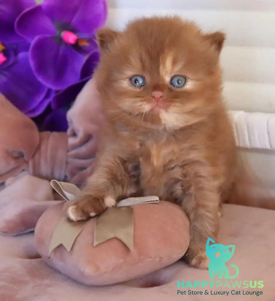 Rina British Longhair female cinnamon tortie - live animals