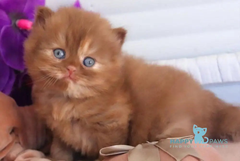 Rina British Longhair female cinnamon tortie - live animals