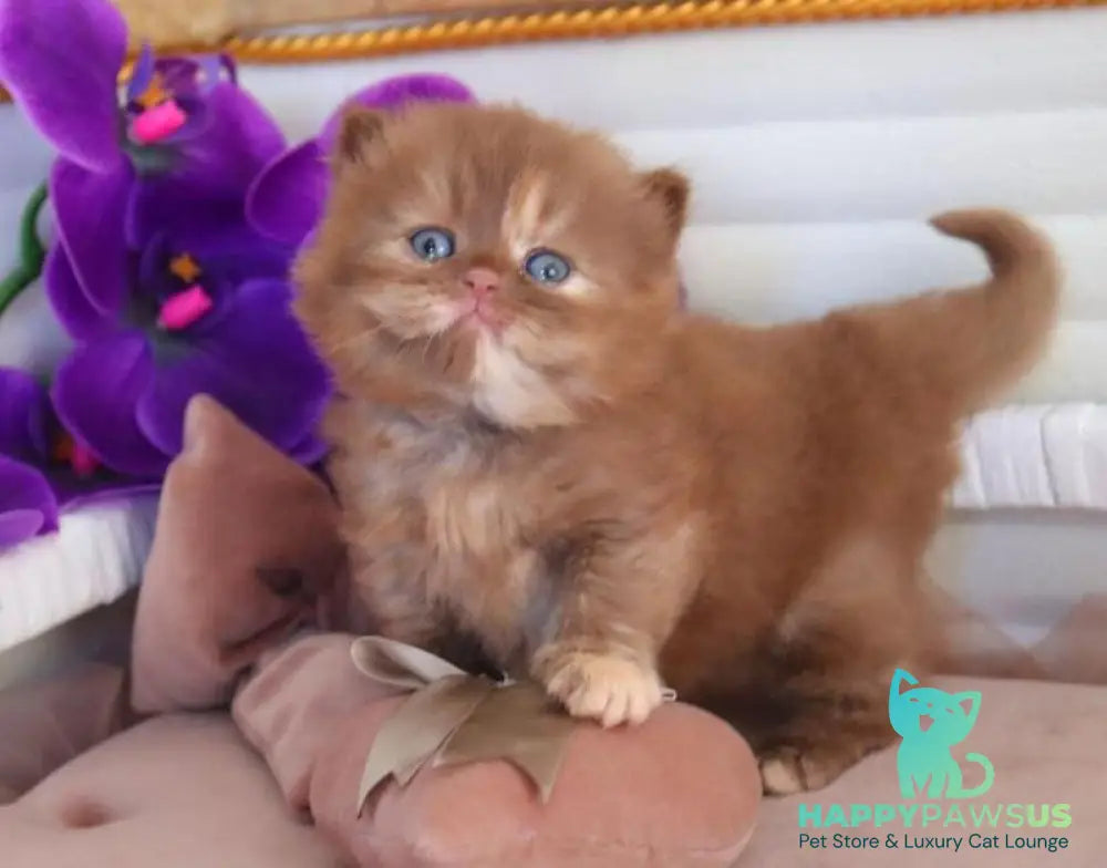Rina British Longhair female cinnamon tortie - live animals