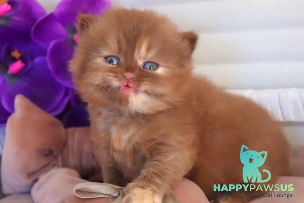 Rina British Longhair female cinnamon tortie - live animals