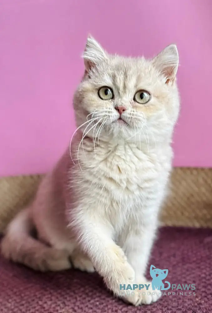 Rina British Shorthair female lilac golden shaded live animals