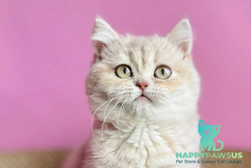 Rina British Shorthair female lilac golden shaded live animals