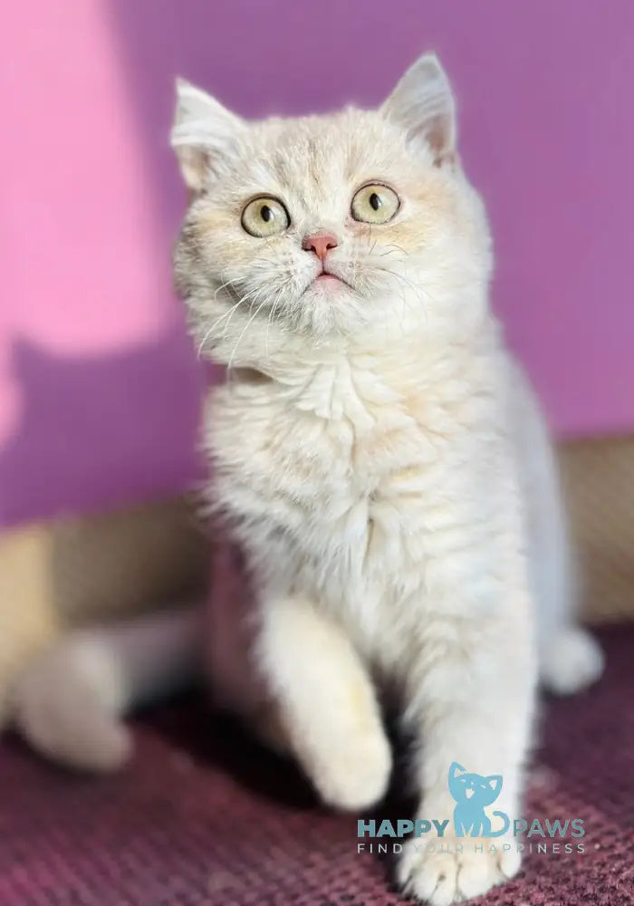 Rina British Shorthair female lilac golden shaded live animals