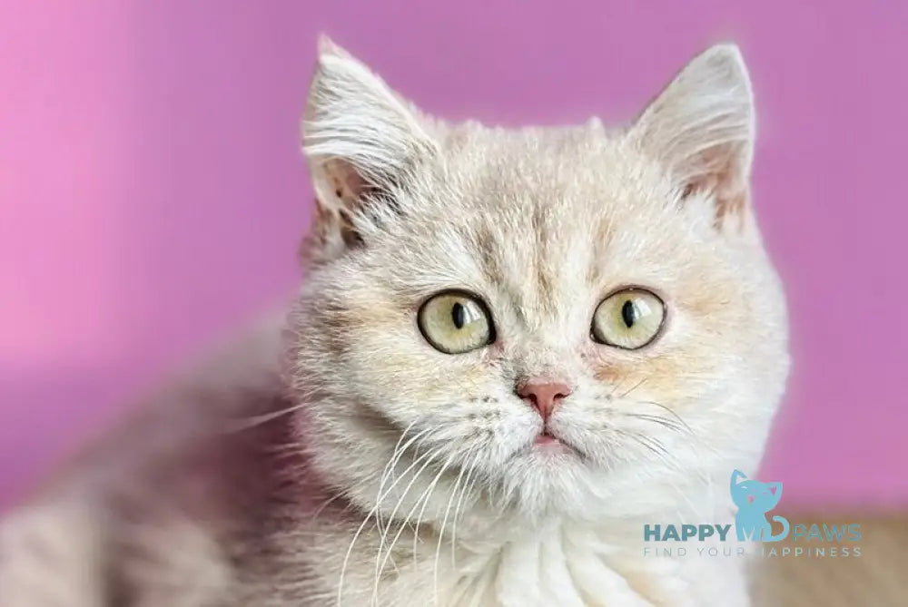 Rina British Shorthair female lilac golden shaded live animals