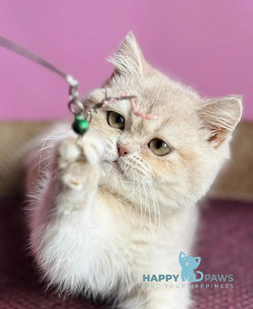 Rina British Shorthair female lilac golden shaded live animals