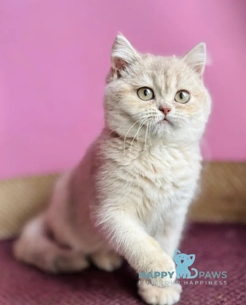 Rina British Shorthair female lilac golden shaded live animals