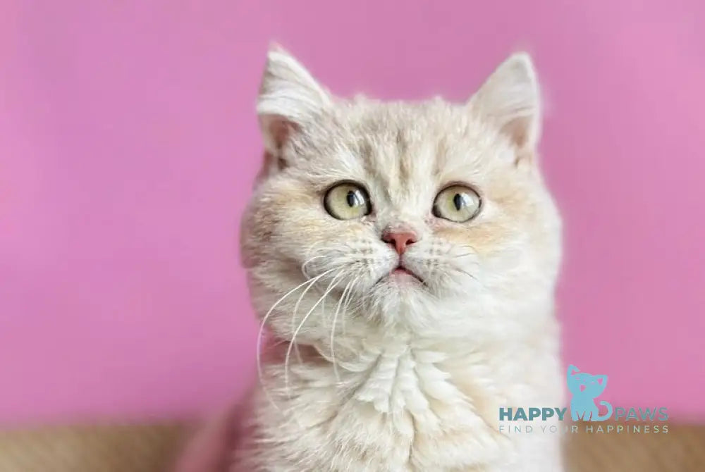 Rina British Shorthair female lilac golden shaded live animals