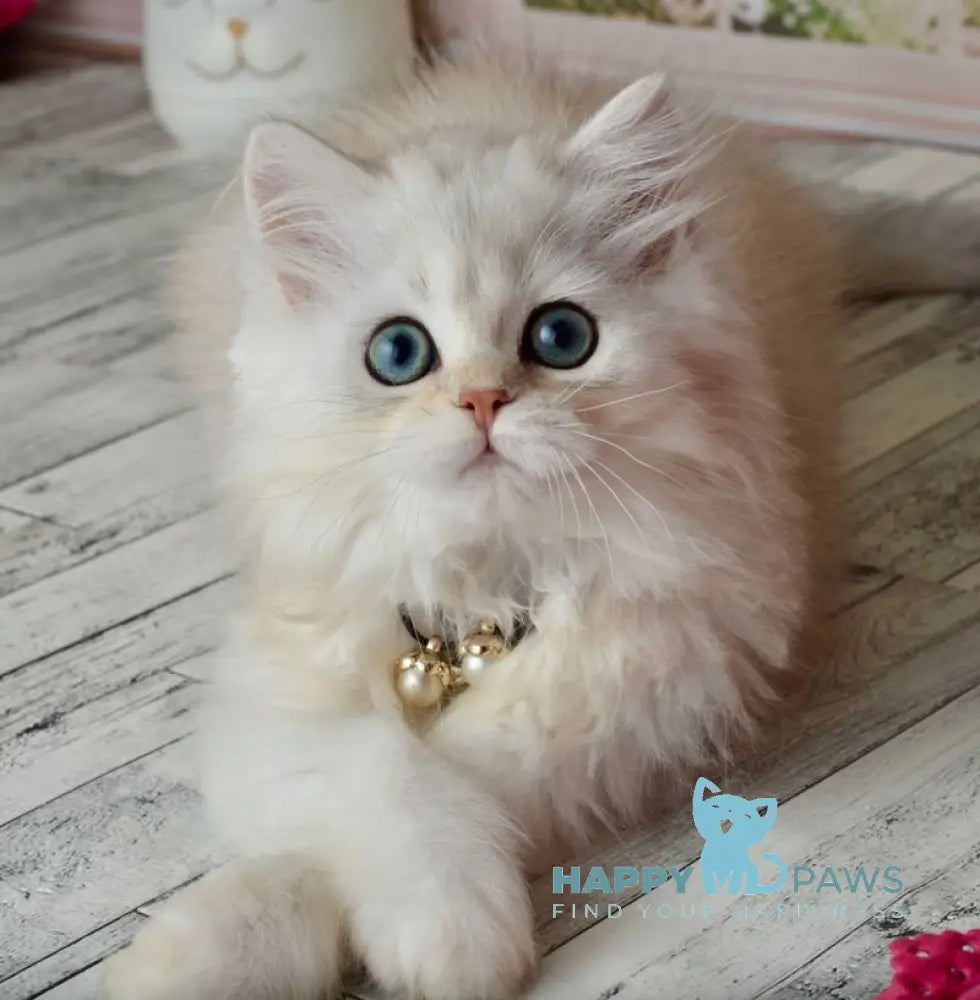 Rina Scottish Straight female black silver shaded - live animals