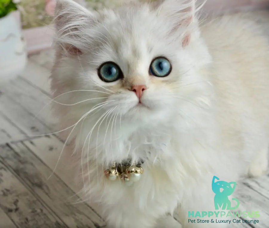 Rina Scottish Straight female black silver shaded - live animals
