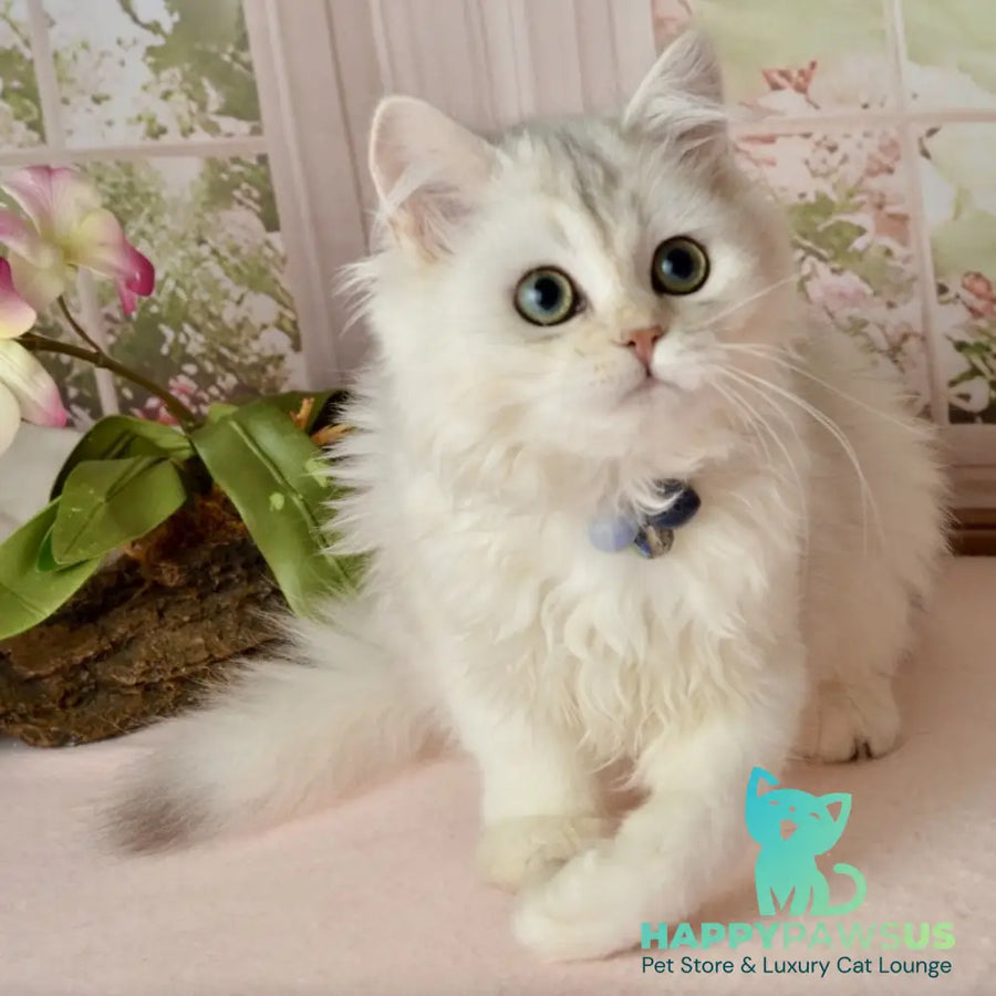 Rina Scottish Straight female black silver shaded - live animals