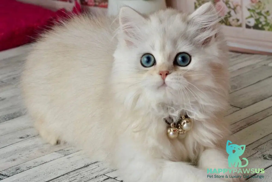 Rina Scottish Straight female black silver shaded - live animals