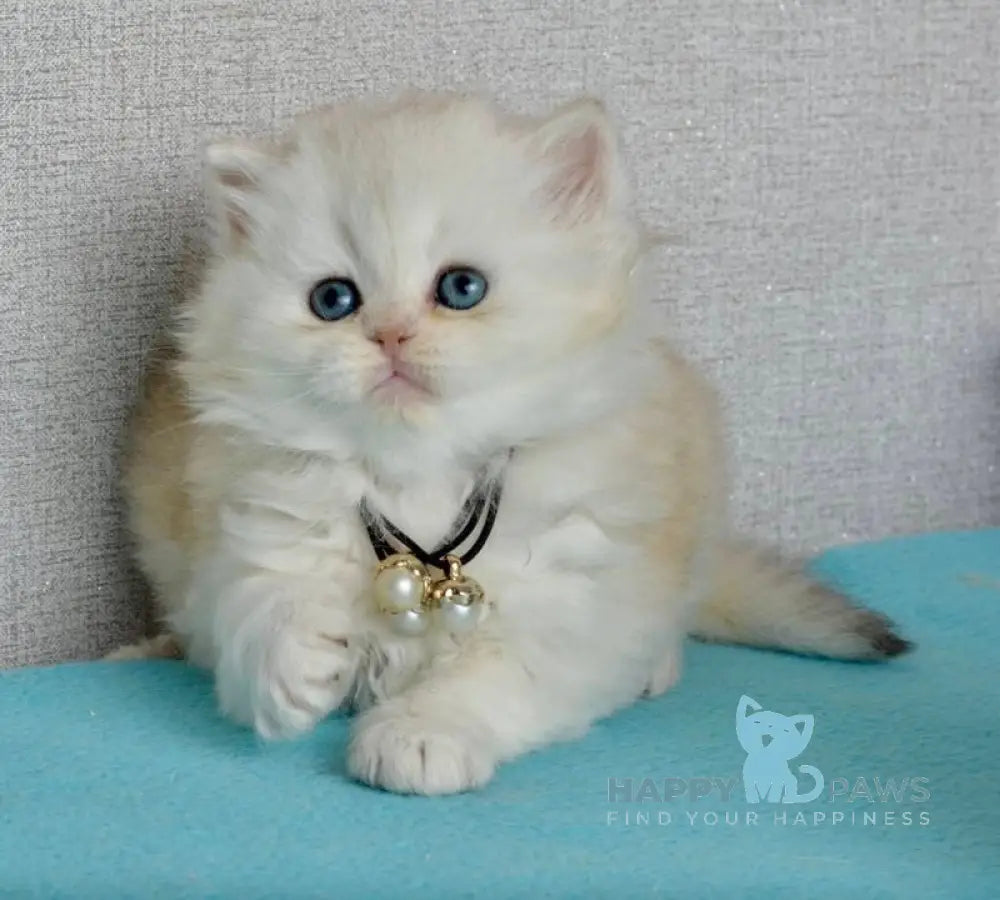 Rina Scottish Straight female black silver shaded - live animals