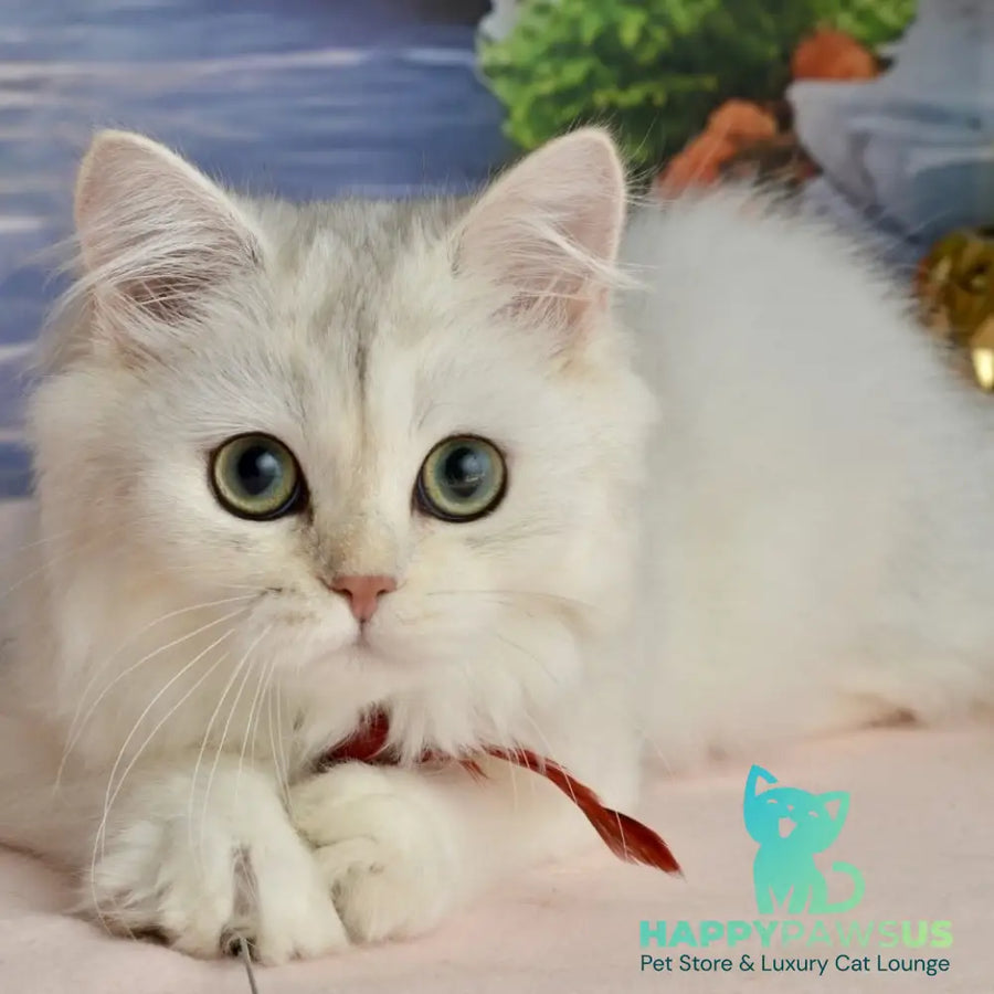Rina Scottish Straight female black silver shaded - live animals