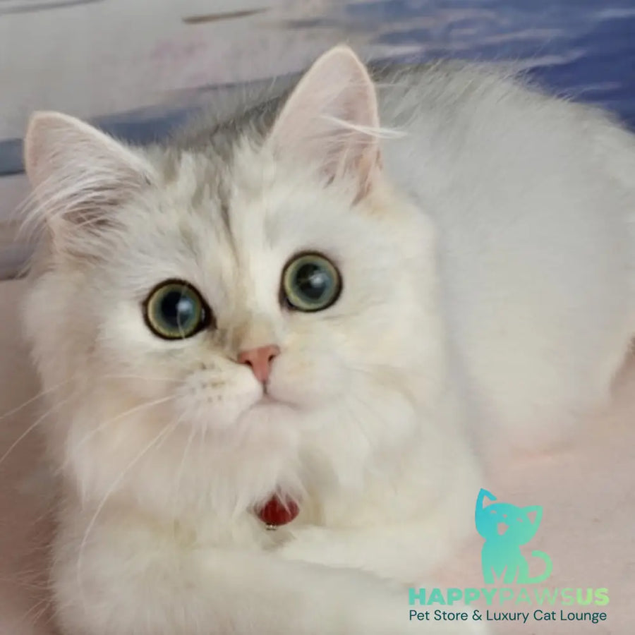Rina Scottish Straight female black silver shaded - live animals