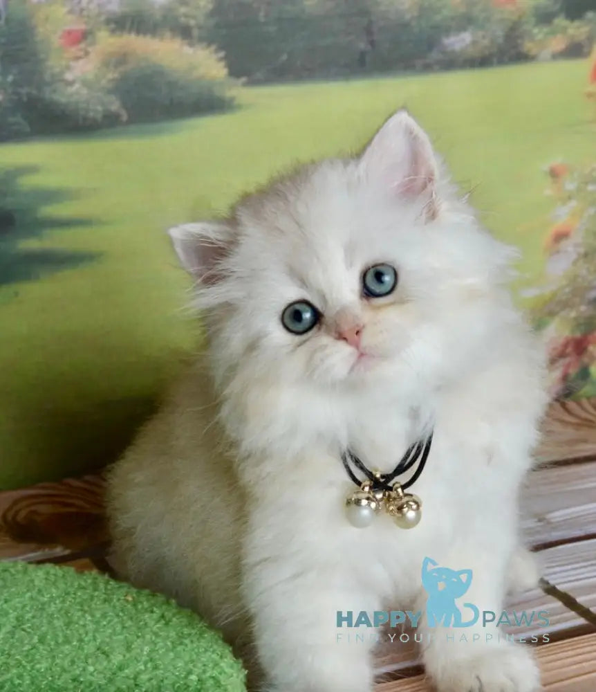 Rina Scottish Straight female black silver shaded - live animals