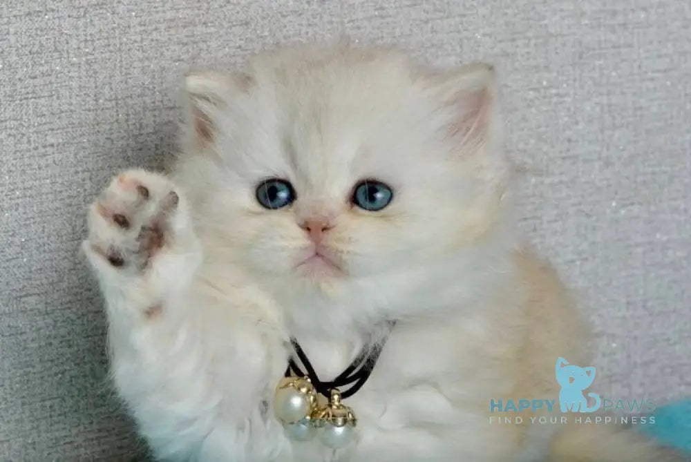 Rina Scottish Straight female black silver shaded - live animals