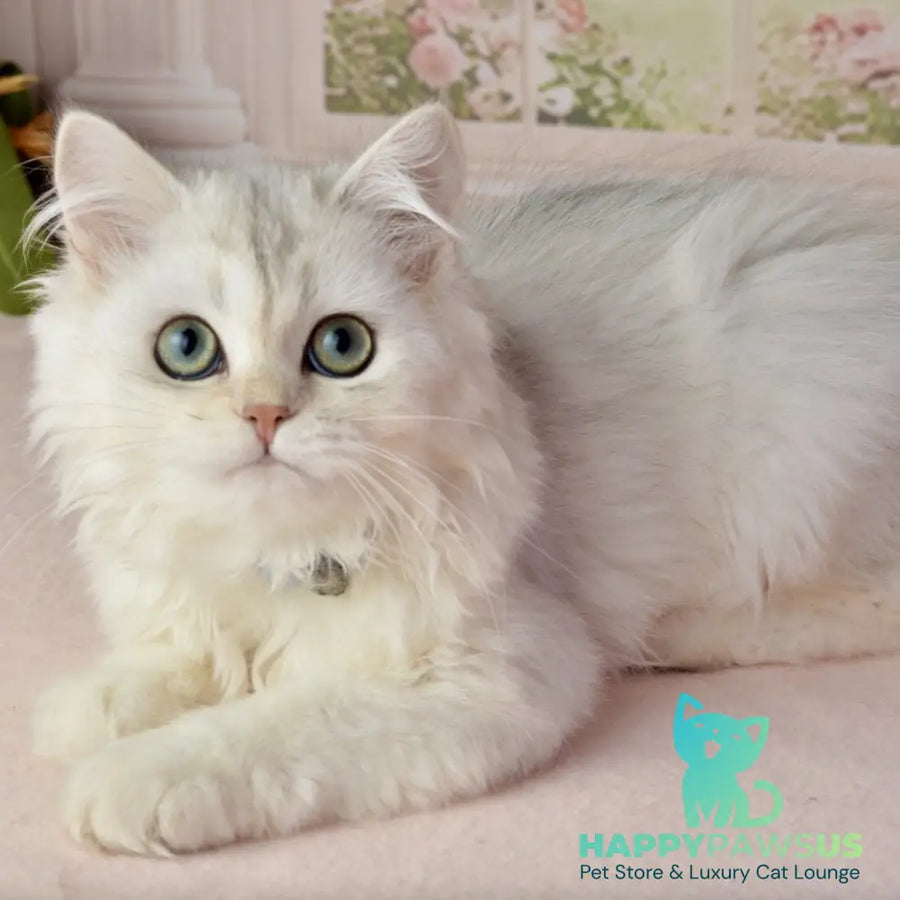 Rina Scottish Straight female black silver shaded - live animals