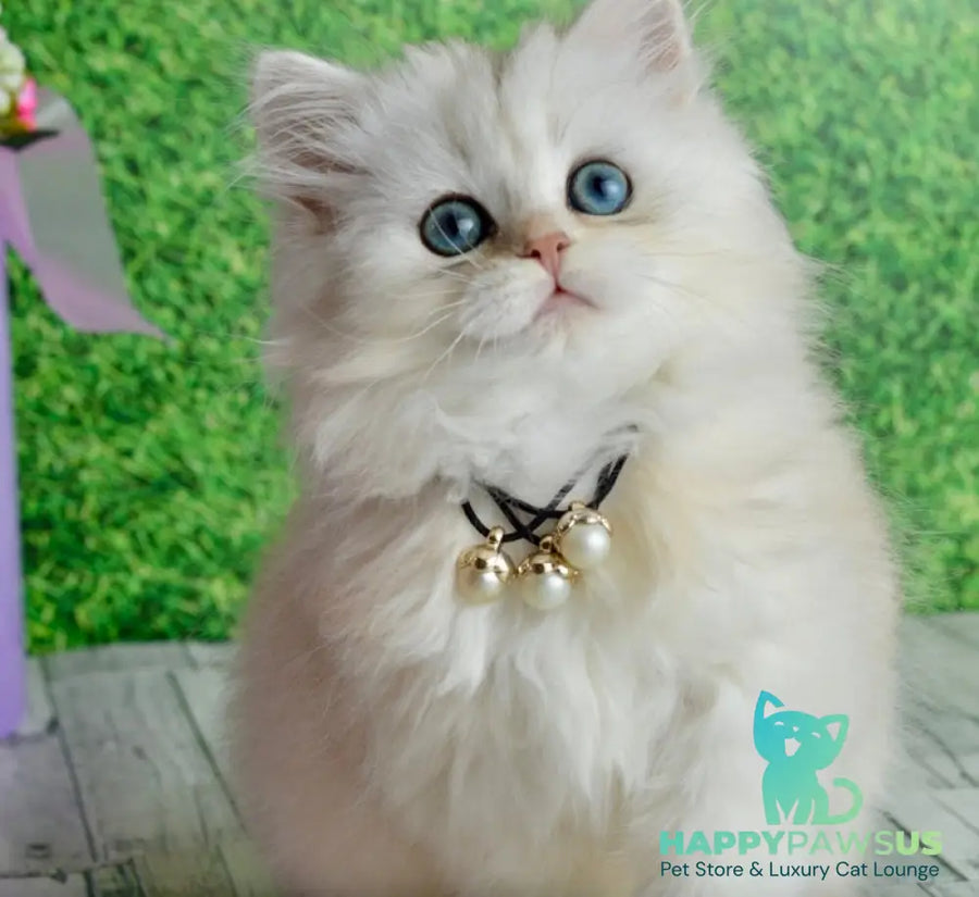Rina Scottish Straight female black silver shaded - live animals