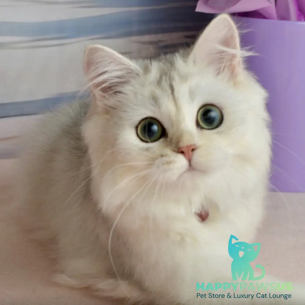 Rina Scottish Straight female black silver shaded - live animals
