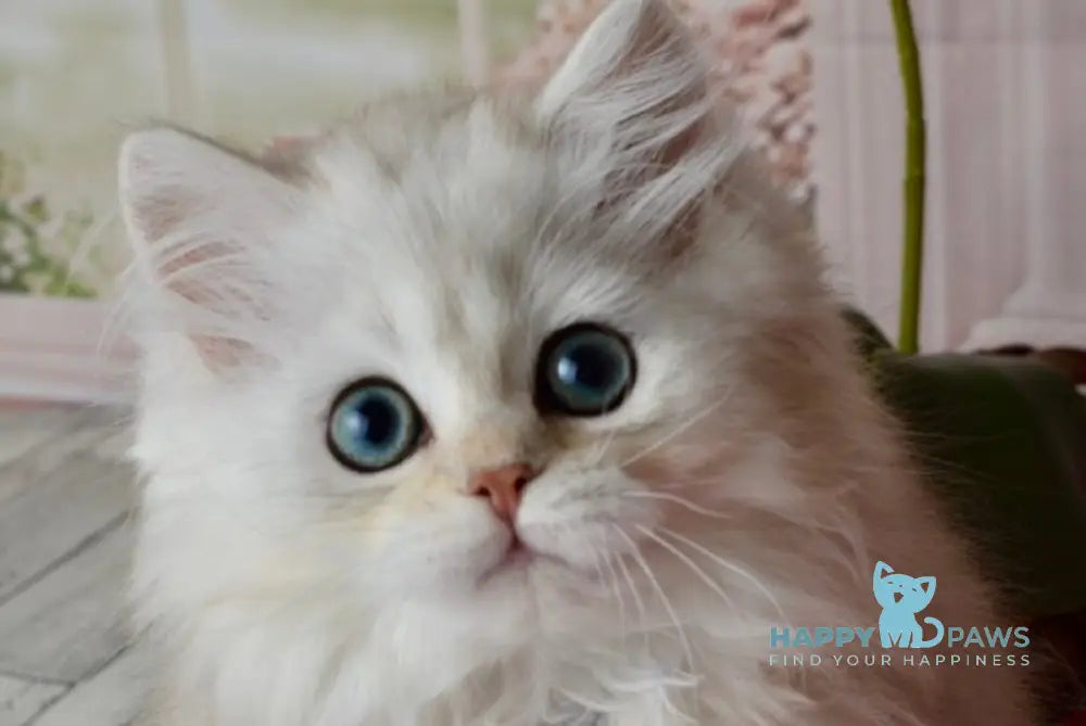 Rina Scottish Straight female black silver shaded - live animals