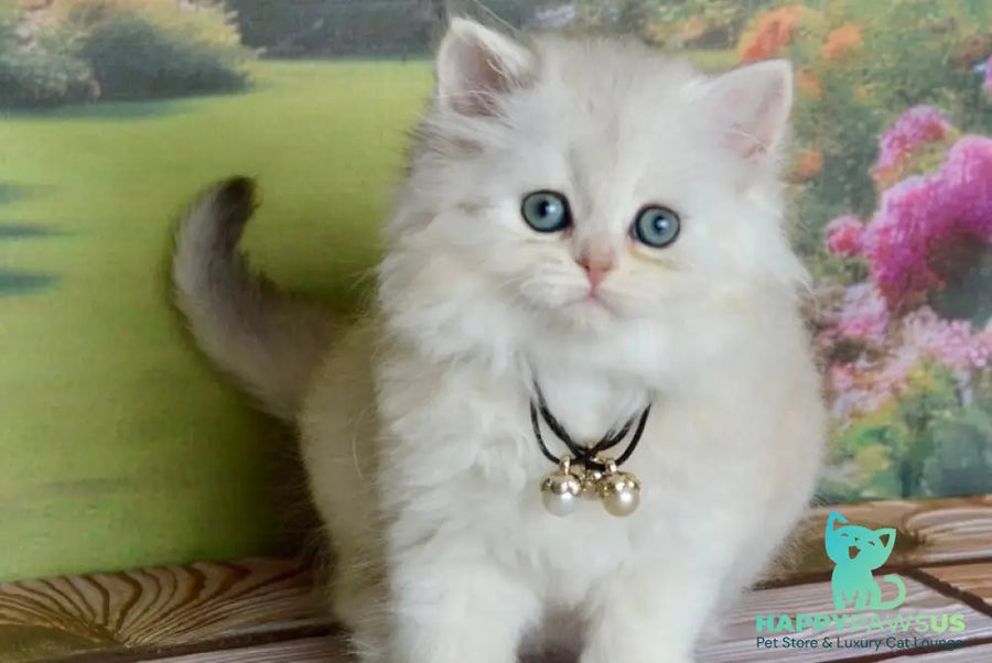 Rina Scottish Straight female black silver shaded - live animals