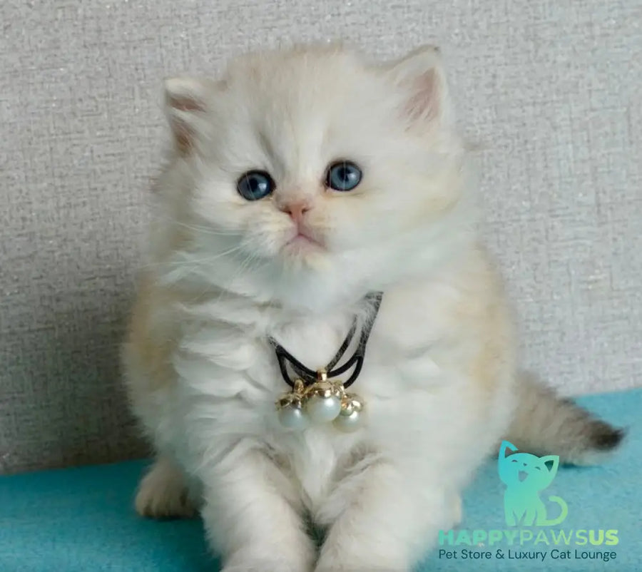 Rina Scottish Straight female black silver shaded - live animals