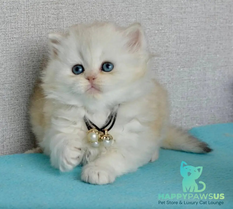 Rina Scottish Straight female black silver shaded - live animals