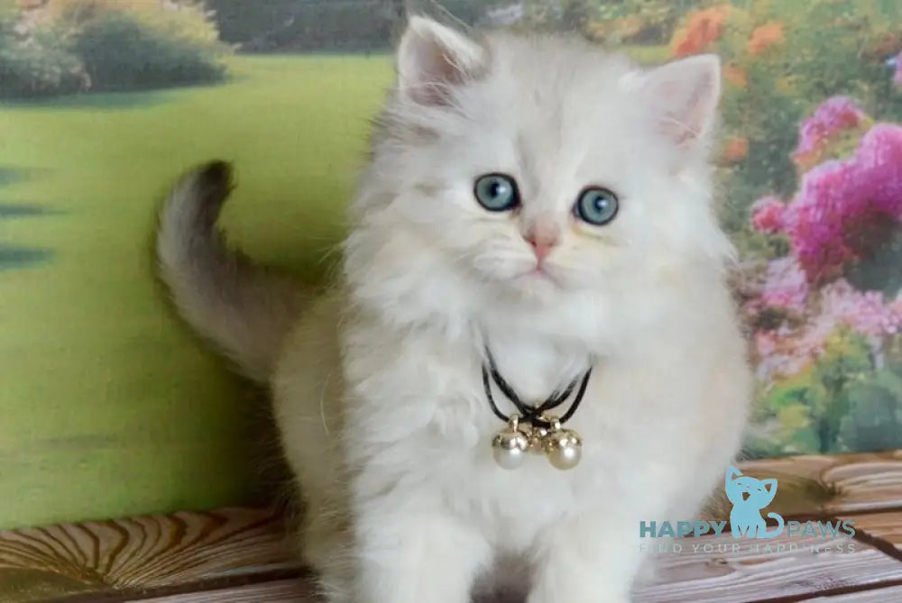 Rina Scottish Straight female black silver shaded - live animals
