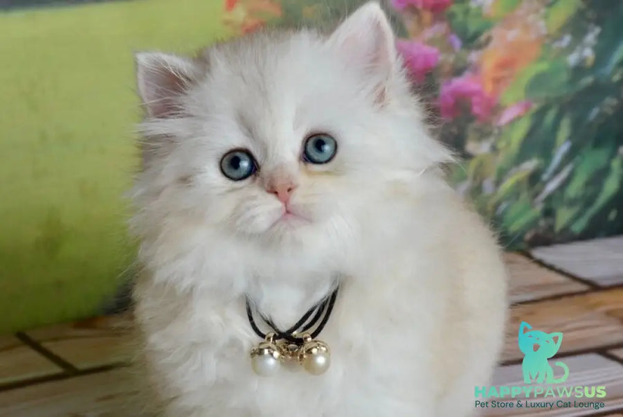 Rina Scottish Straight female black silver shaded - live animals