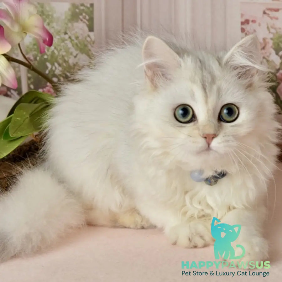 Rina Scottish Straight female black silver shaded - live animals