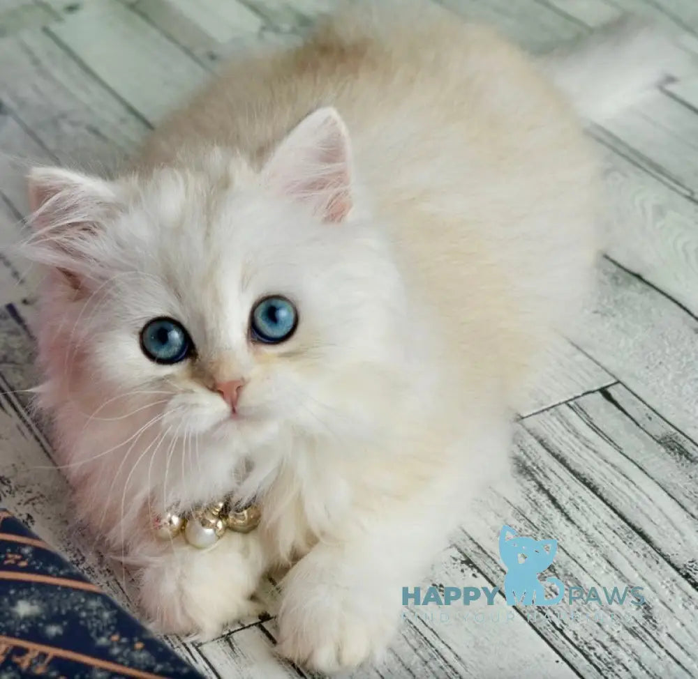 Rina Scottish Straight female black silver shaded - live animals