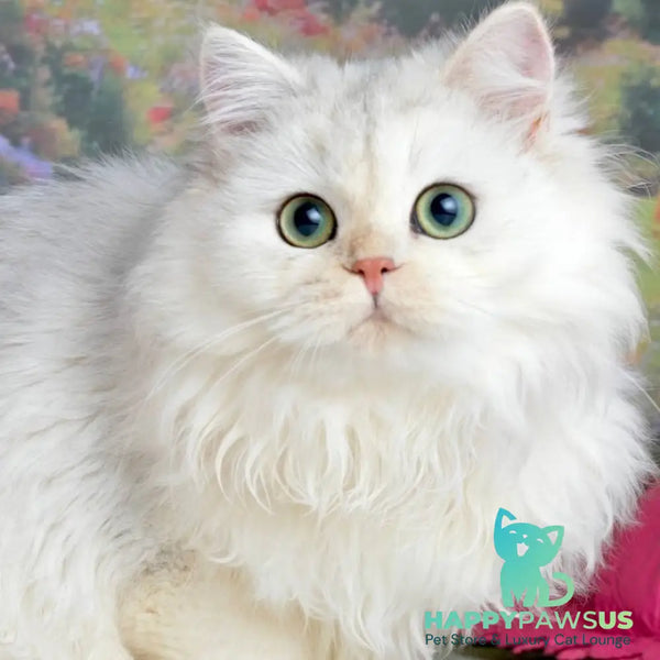 Rina Scottish Straight female black silver shaded - live animals