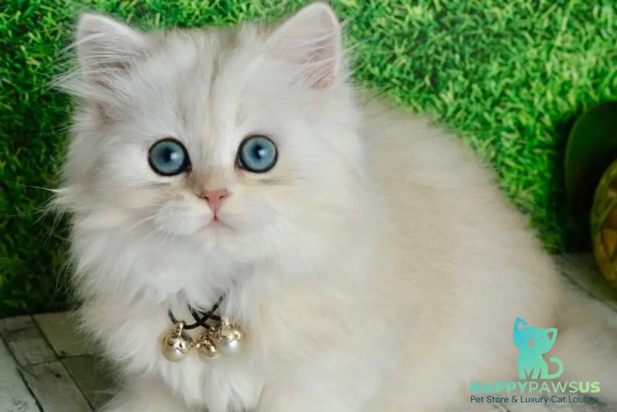 Rina Scottish Straight female black silver shaded - live animals