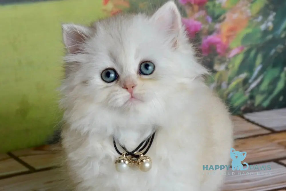 Rina Scottish Straight female black silver shaded - live animals